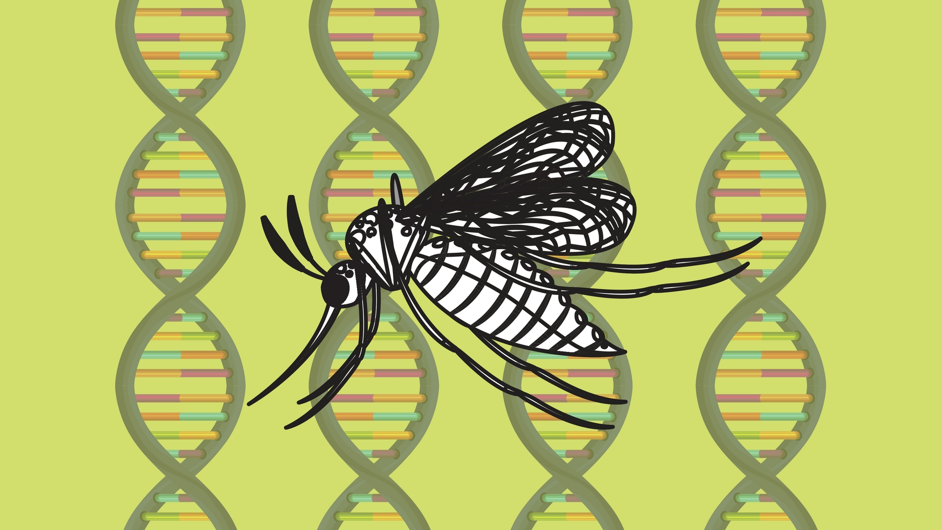 Interrupting genes to kill -- RNA interference could be an effective weapon against mosquitoes, says study